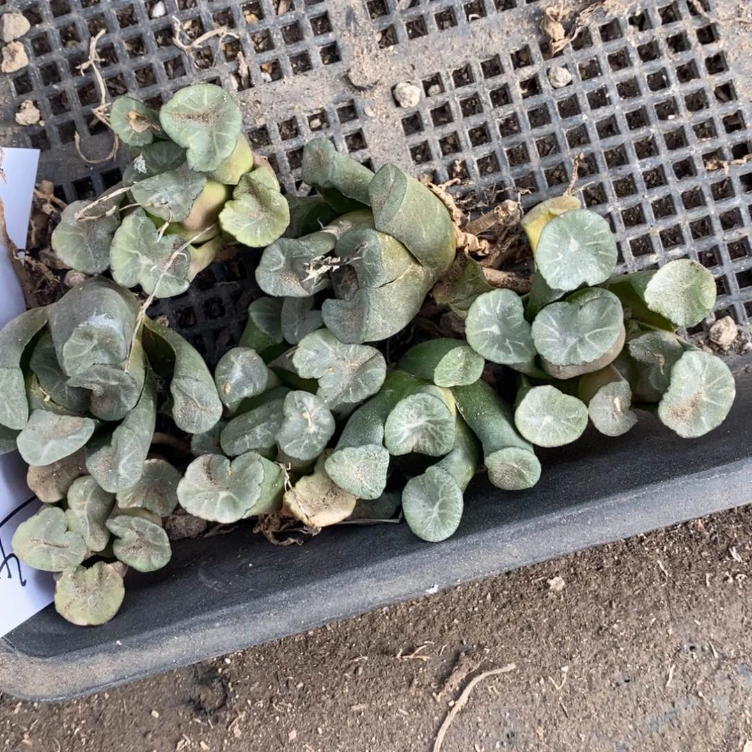 2904 一颗超大实生大窗万象