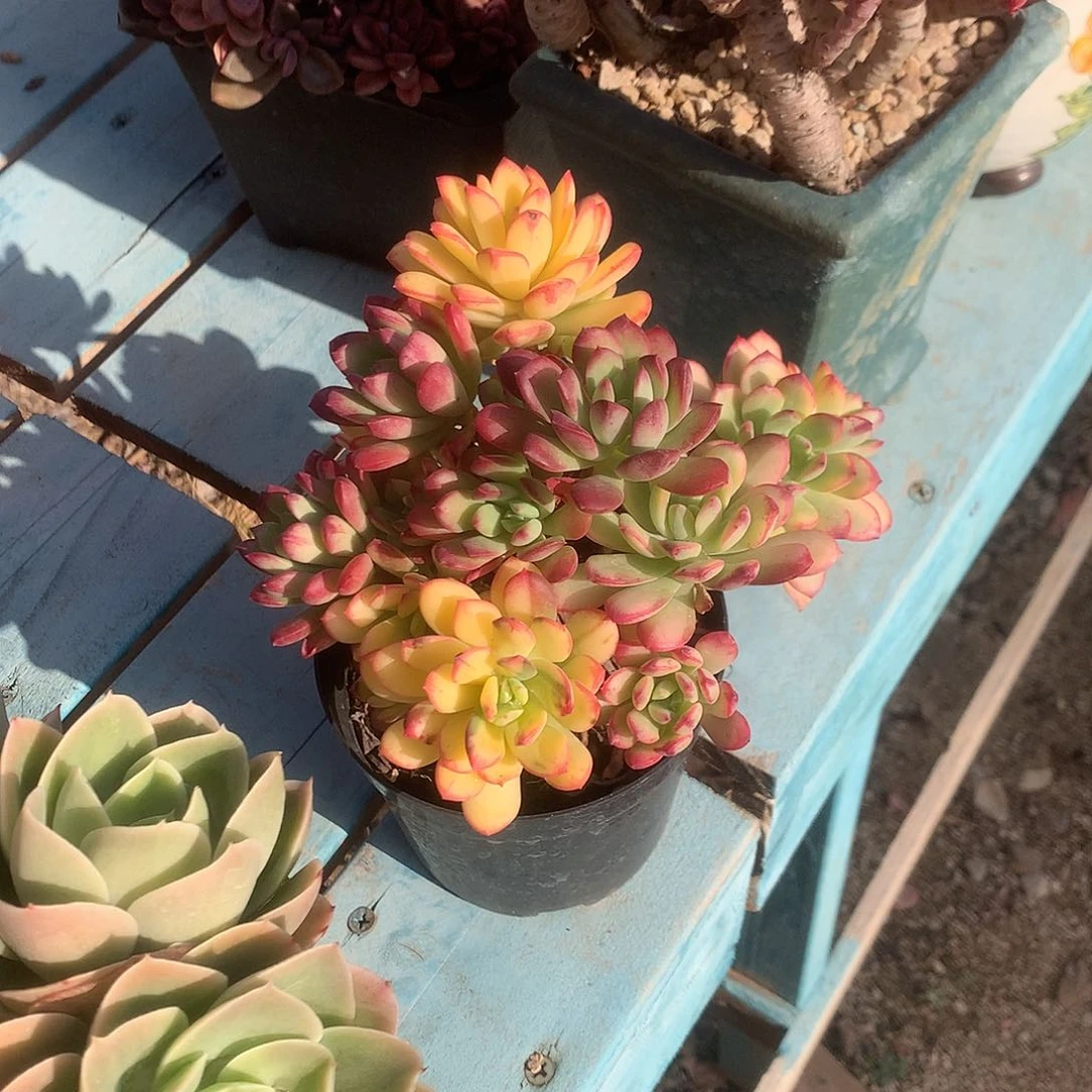 云*叮当多肉植物脱土