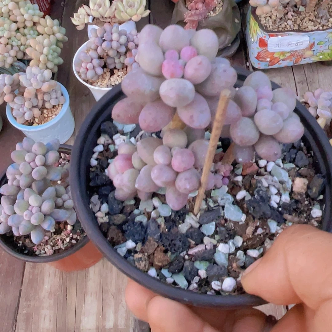 ک***ے奶尖 多肉植物多肉