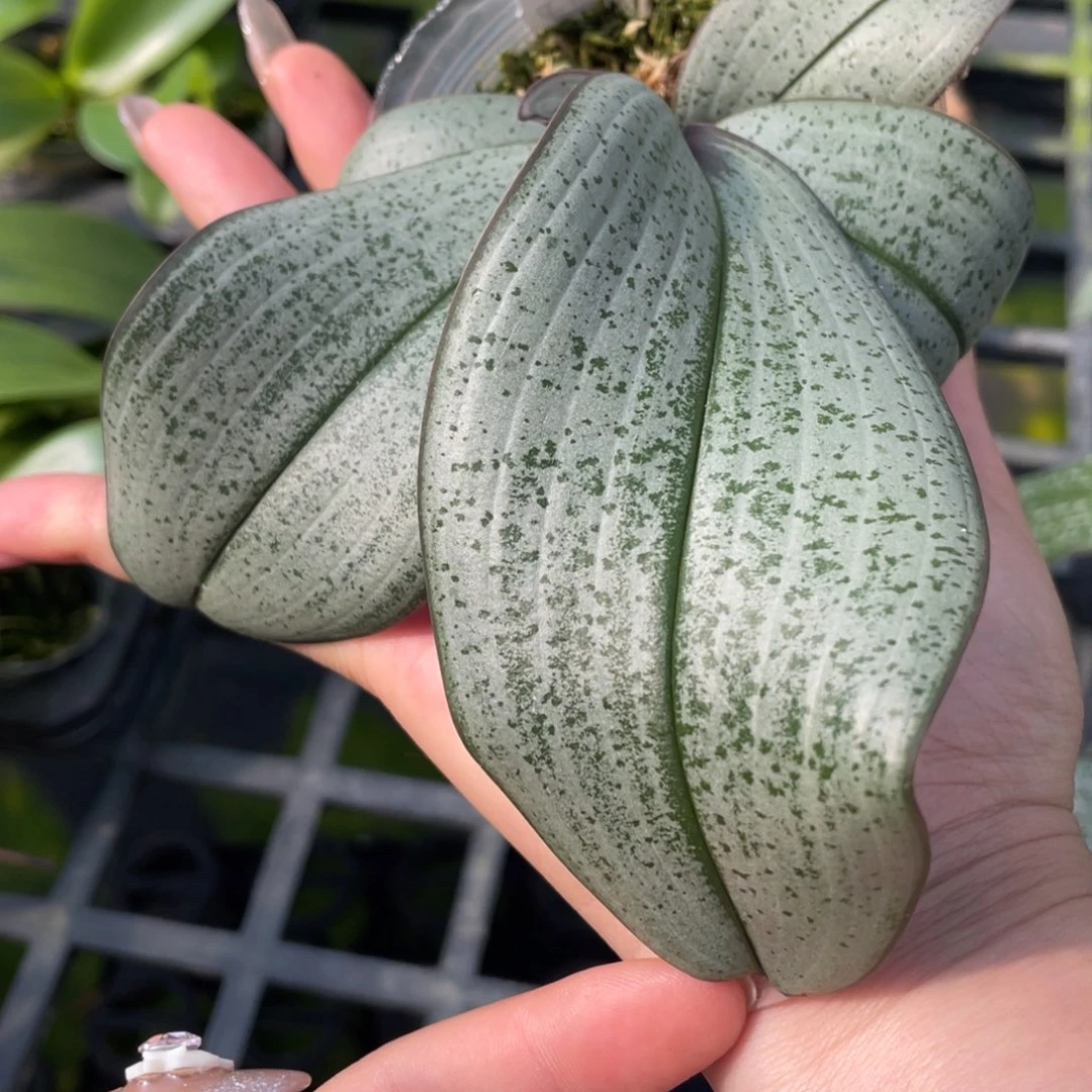 当前无花栽培后可以开花超银444