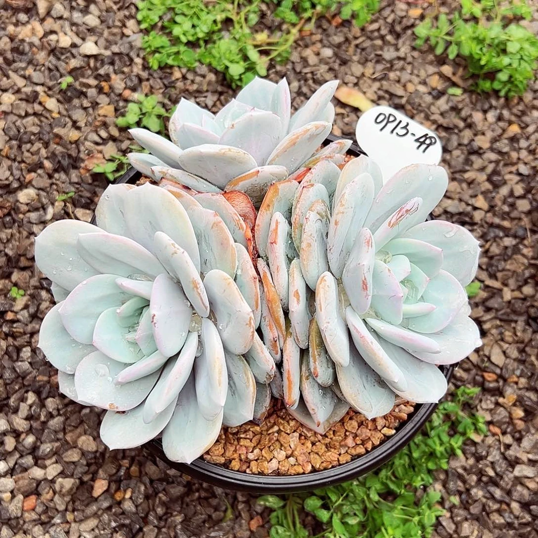 0913-49绝绝子奶茶