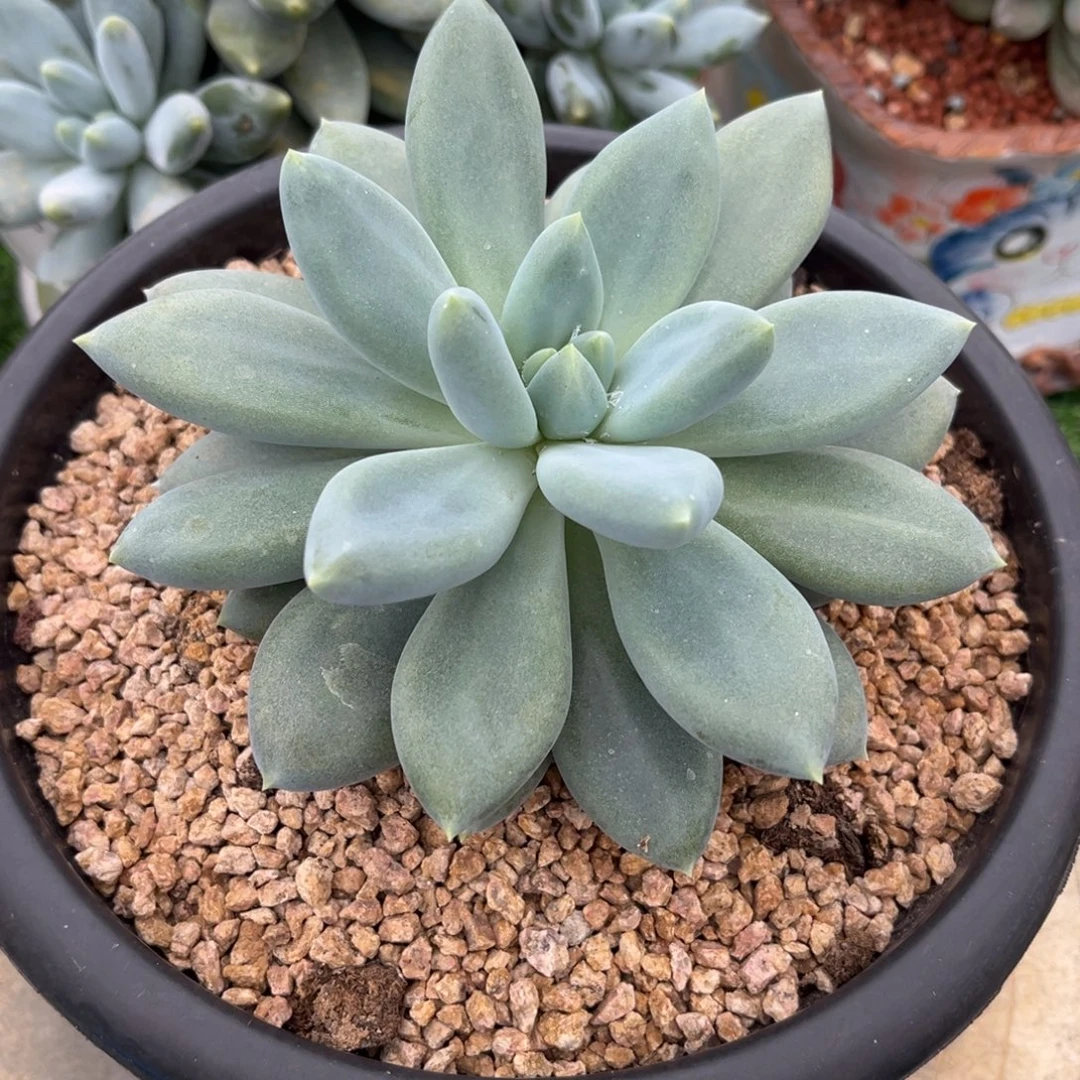 多肉植物哥特萝莉
