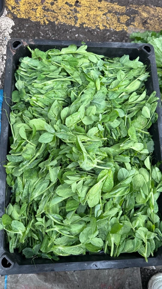 贵州户外赶集豌豆尖