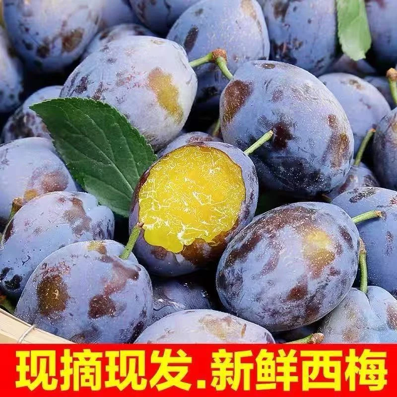 甘肃正宗西梅新鲜香甜鲜嫩好吃采摘现摘现发坏果包赔