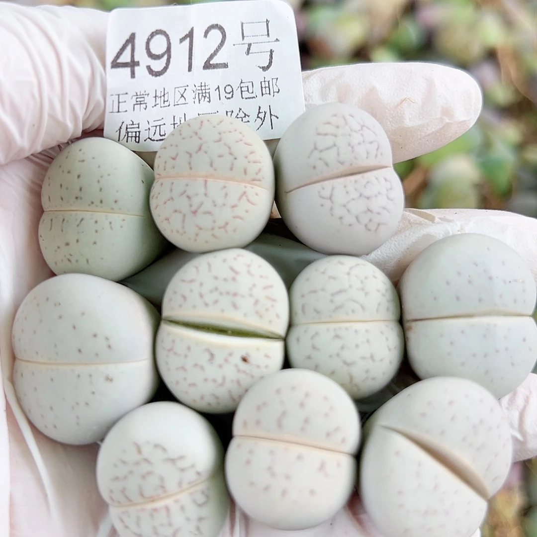 4912 好养易活生石花大母本