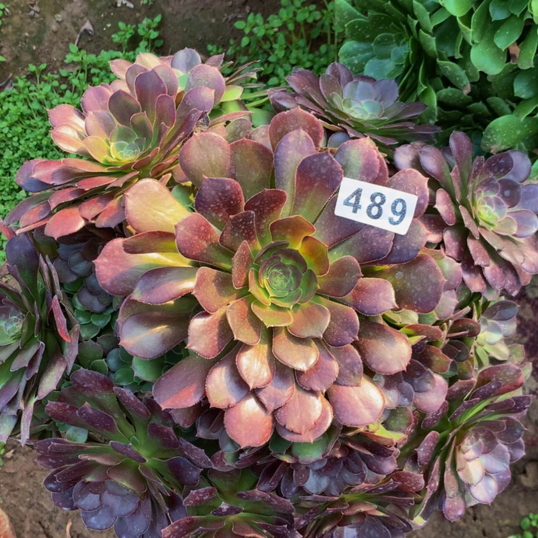 【闪购商品】489荷兰多肉