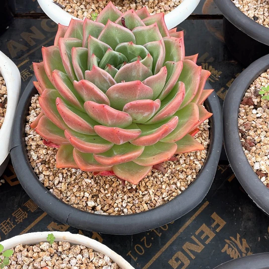 雨***晴多肉植物一物一拍