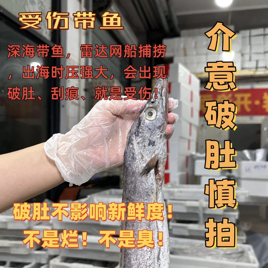 A【现称受伤大大带鱼】【发生鲜件】舟山本港发货！【介意受伤慎拍！】