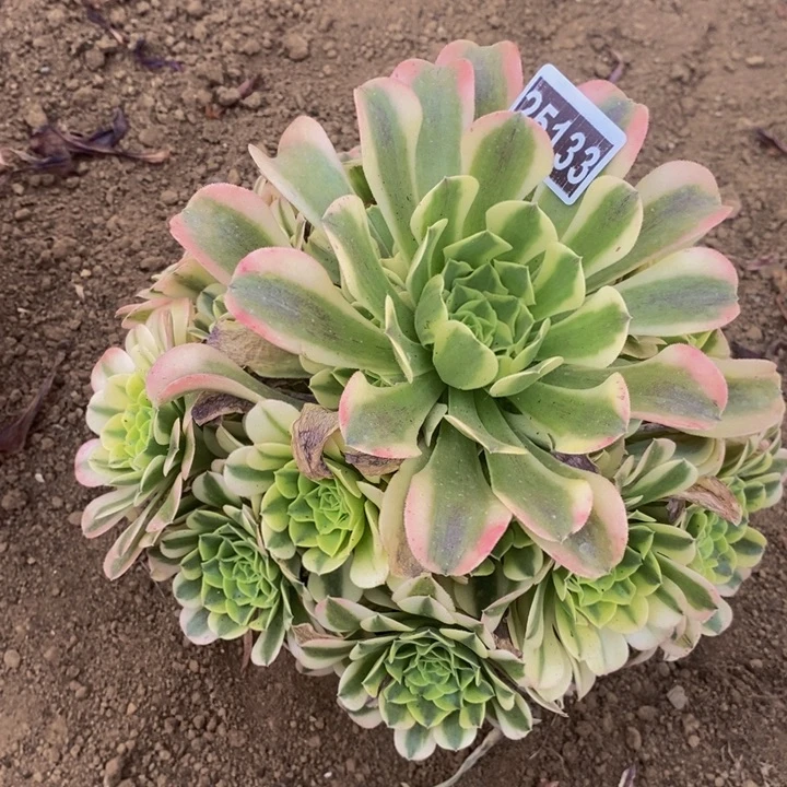 绿豆沙大手捧花25133号