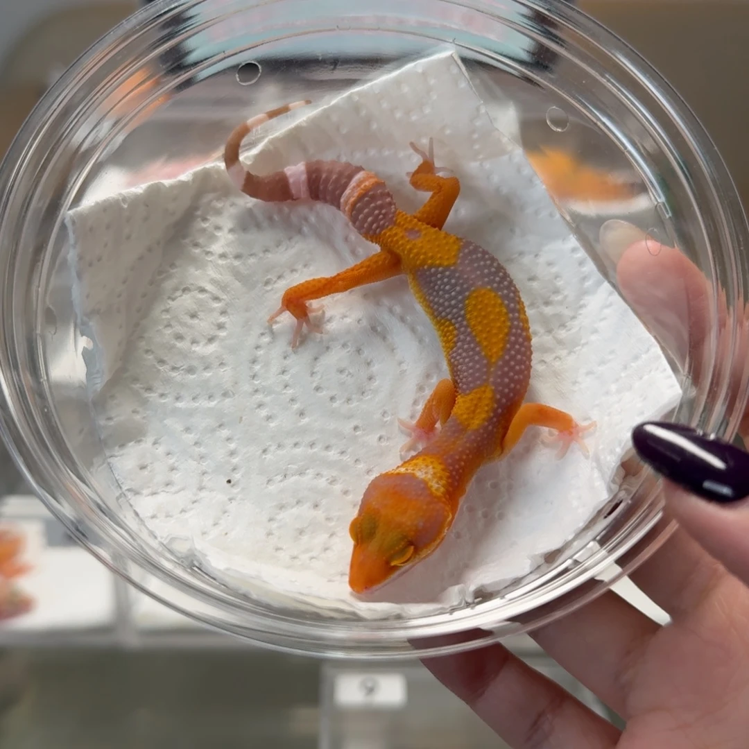 豹纹守宫橘化暴龙母温