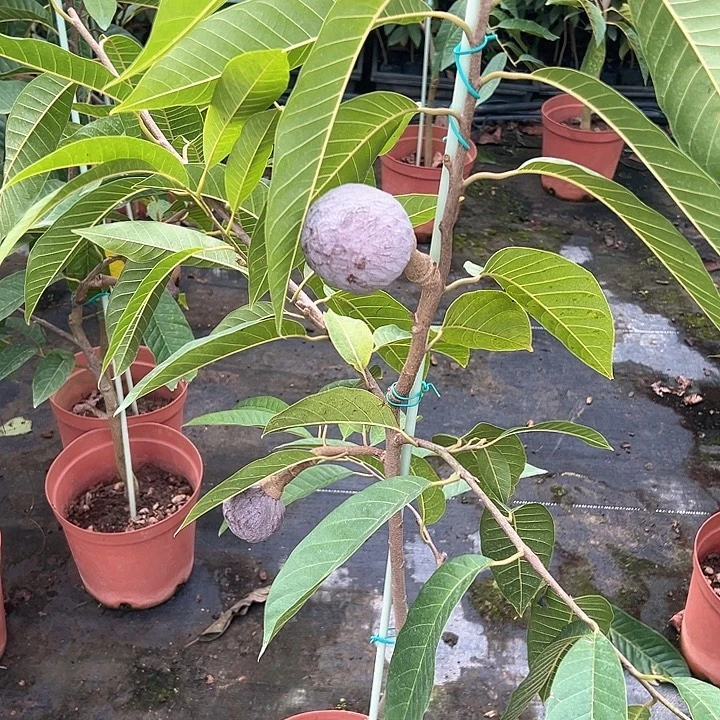 @***7天使2569763643652466