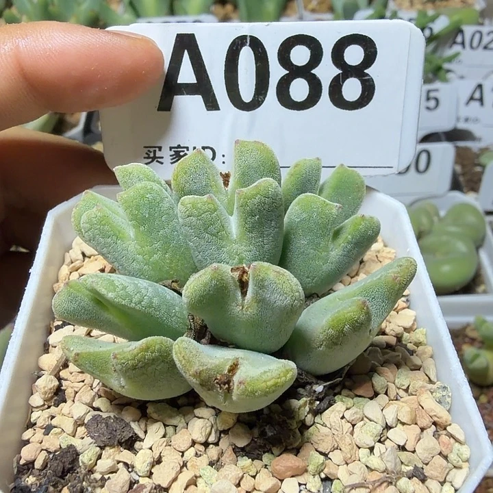 疯***肉088。多肉植物的生长