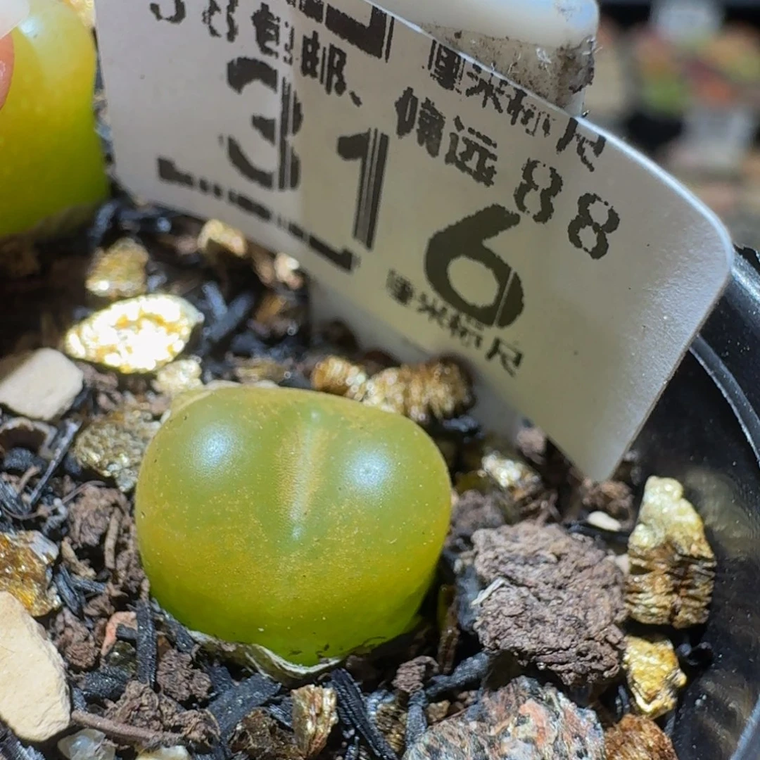 Sssss精品生石花316