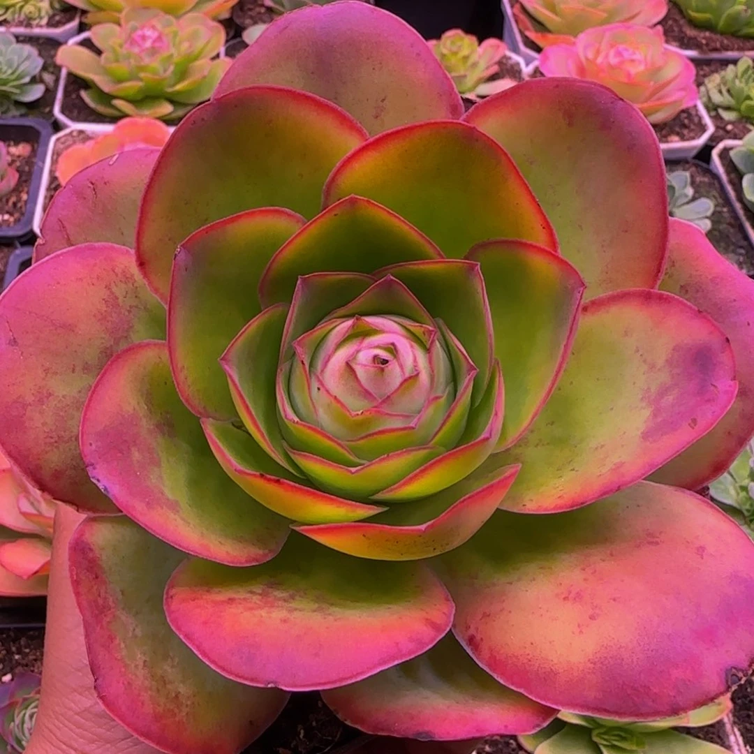 福利1343437675757676