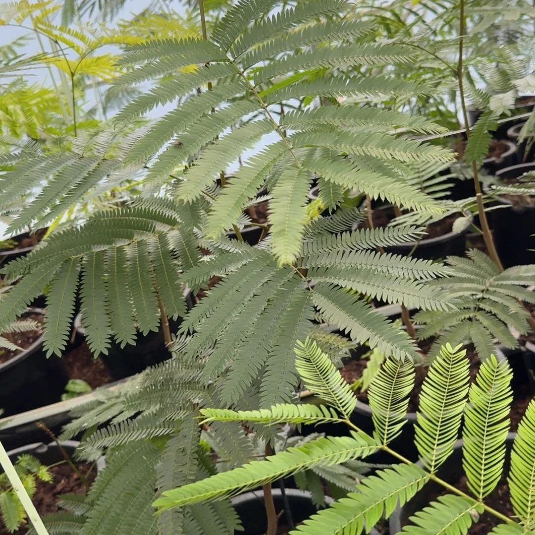 男***景无花朵柱子猴子108