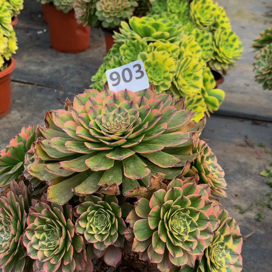 【闪购商品】花****）903玉兔福利