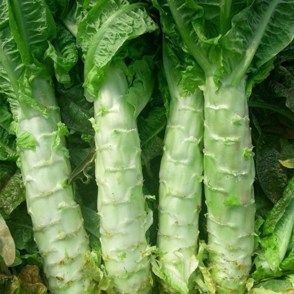 贵州老品种莴笋绿肉露天种植