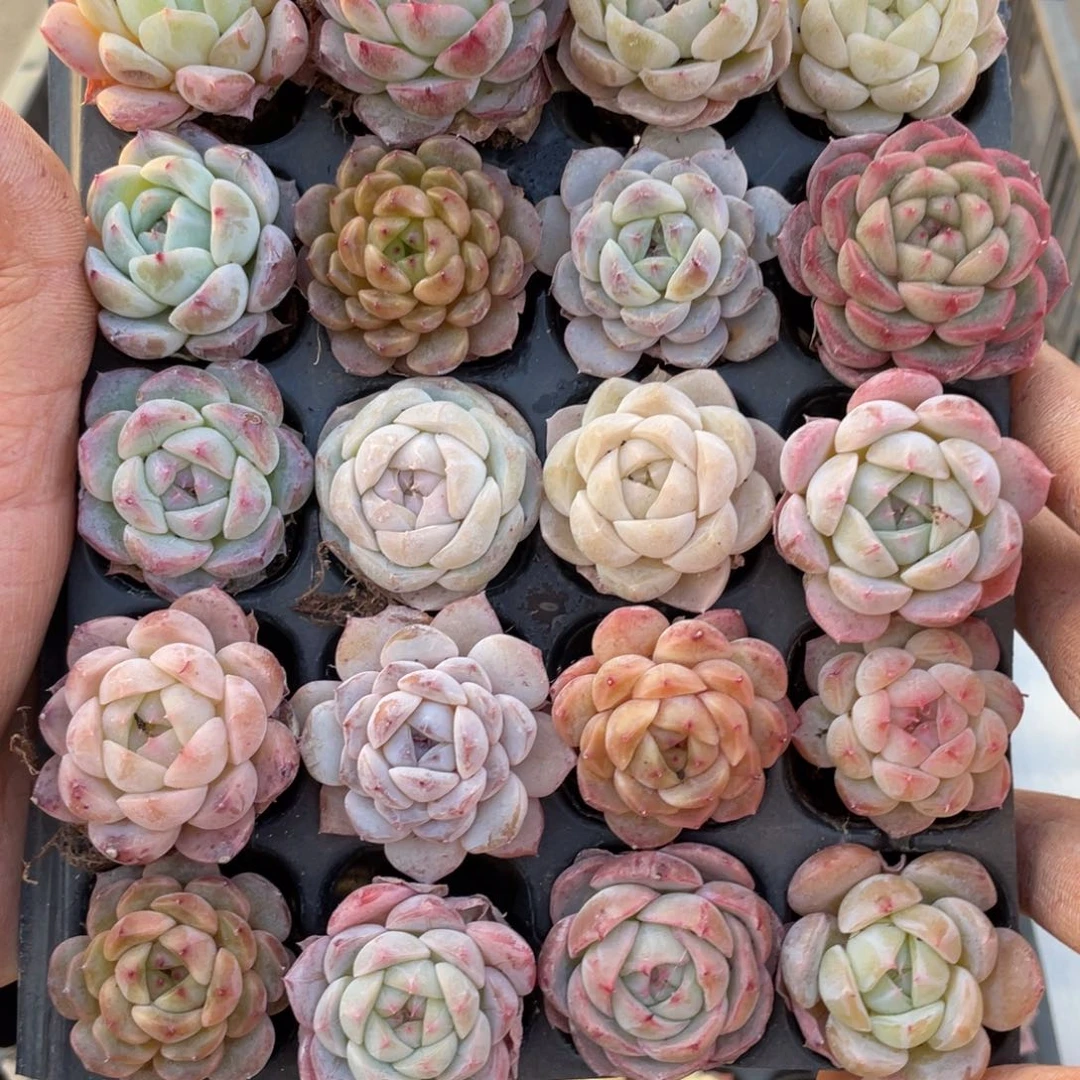 一物一拍20颗小苗30-231