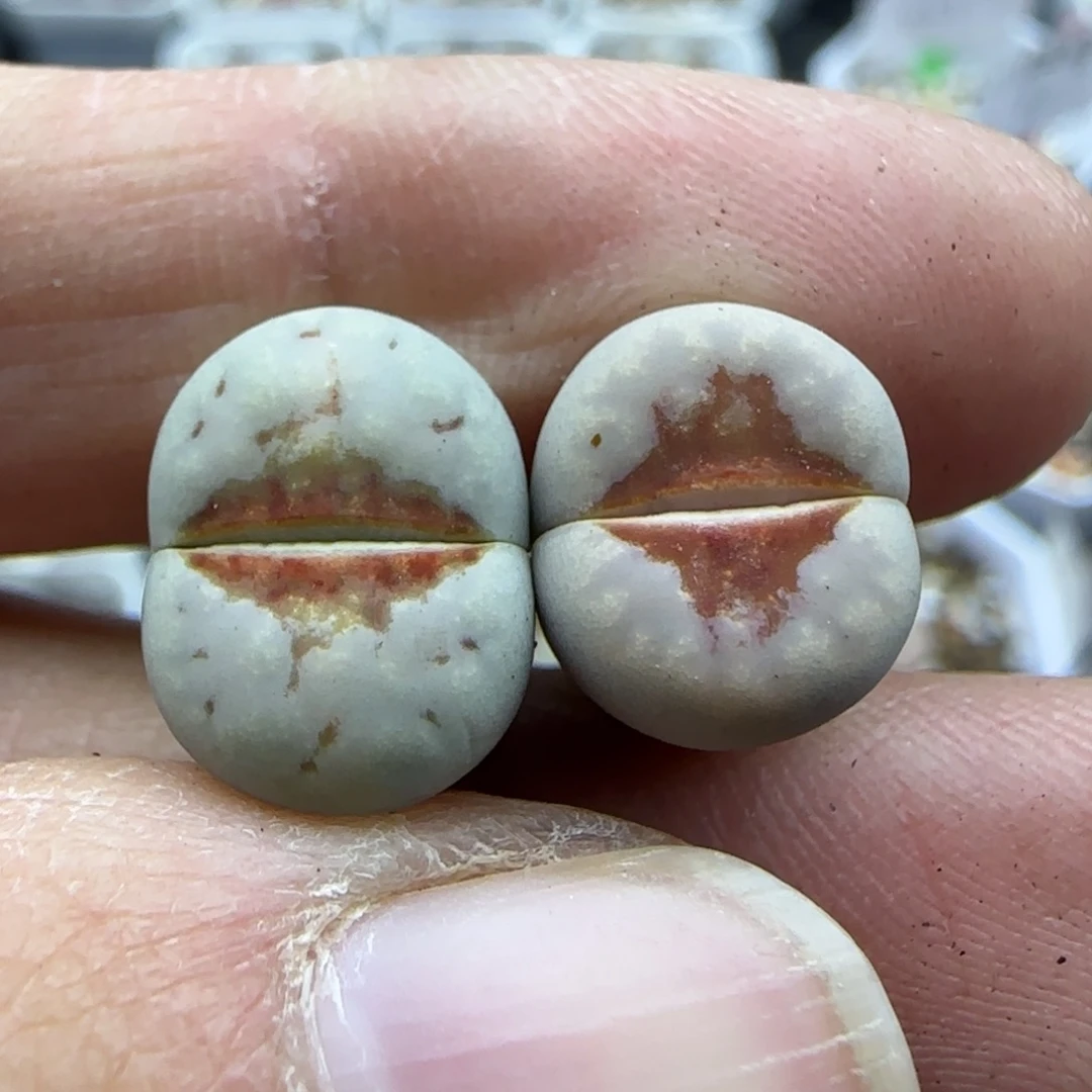 717 清框福利30包邮