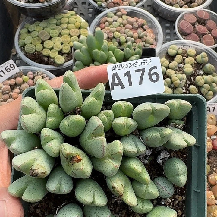 176多肉植物多肉植物