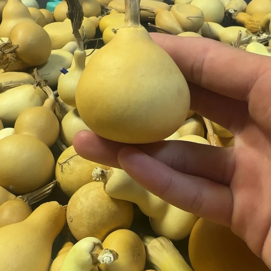 三醋酯纤维葫芦葫芦葫芦葫芦