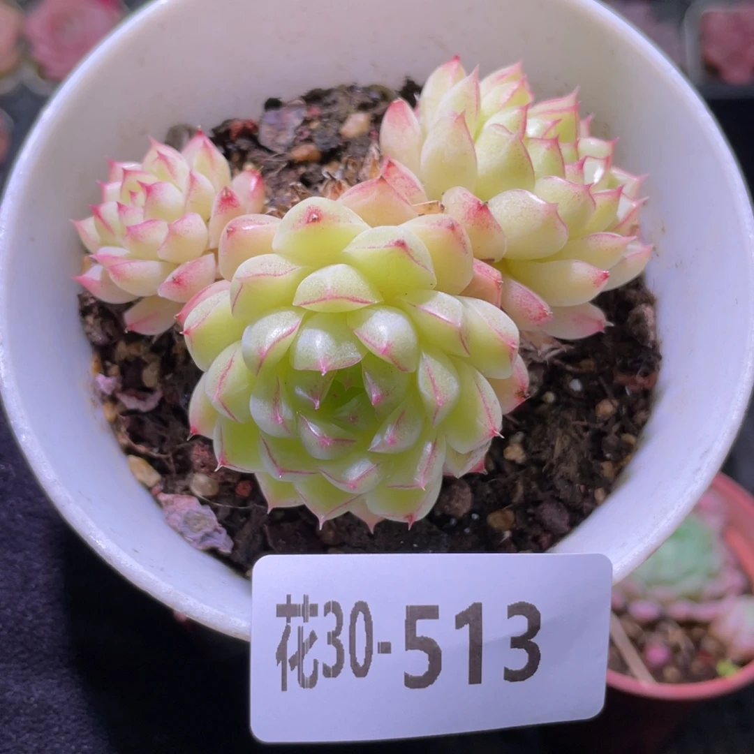 花利美30-513女王玫瑰