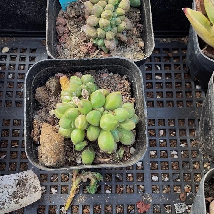 千代田缀化3.8带盆土