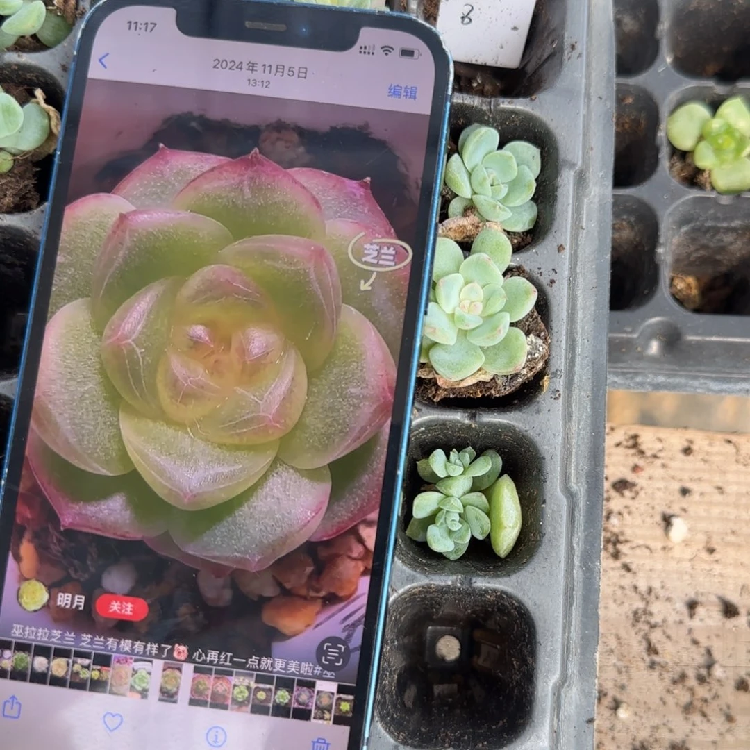 芝兰中苗穴盘一个满20包邮