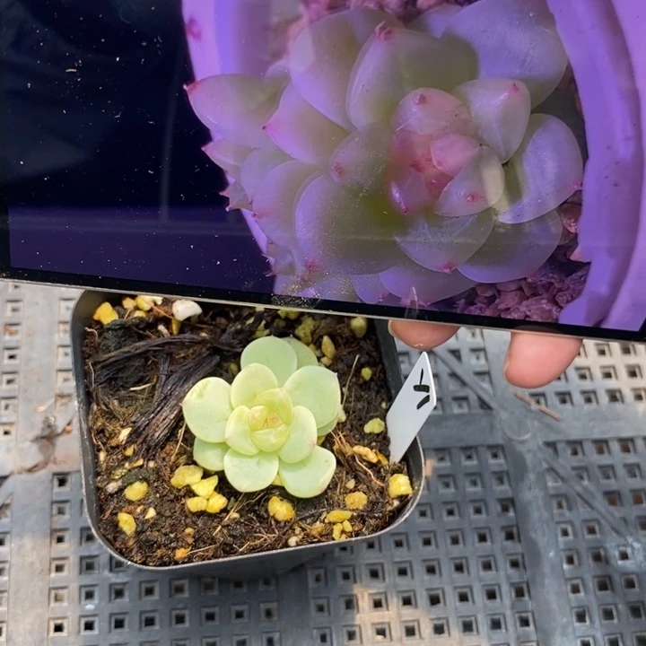 标签294甜心y1一个多肉