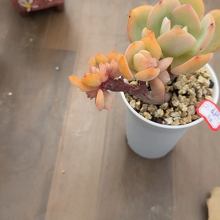 六****白凤多肉植物一颗