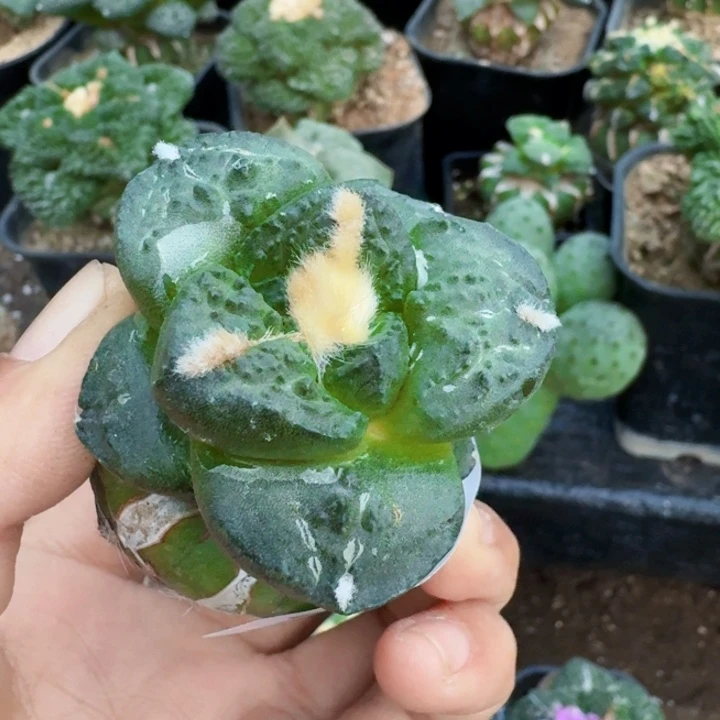 无花朵700大尤连山牡丹