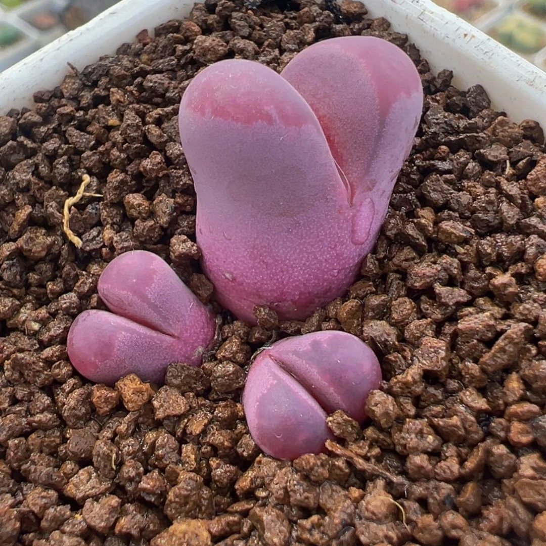 752多肉植物种类多样