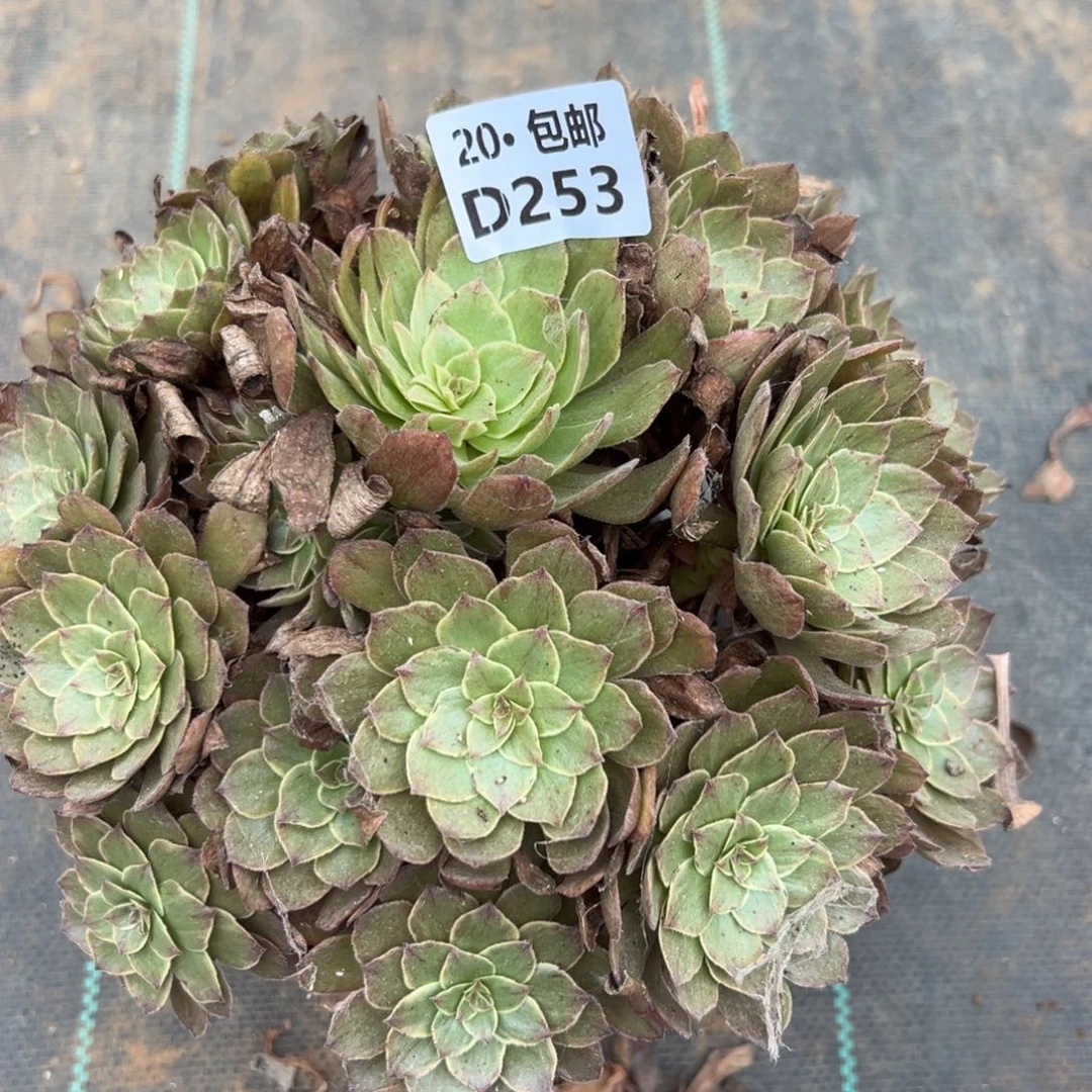 253红丝绒，多肉法师