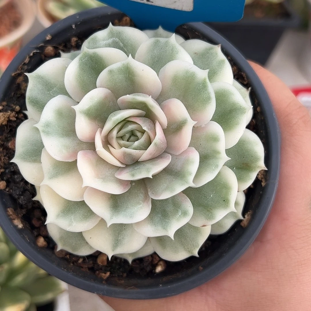 0602昂斯诺锦多肉植物