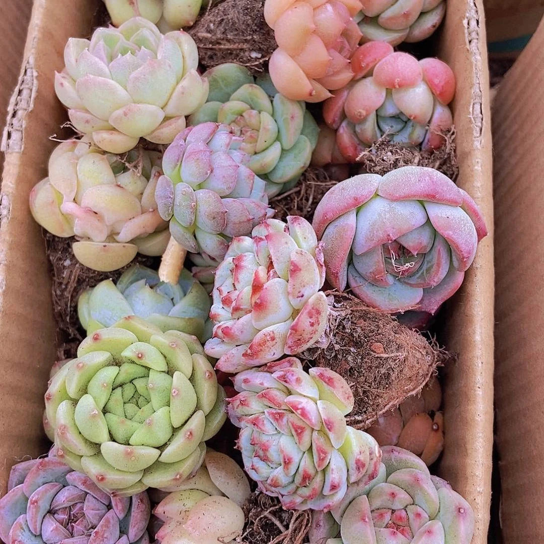 000000000001量拍保底20颗