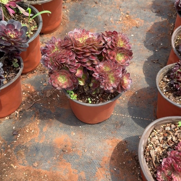 抹茶缀化6.5的啊啊