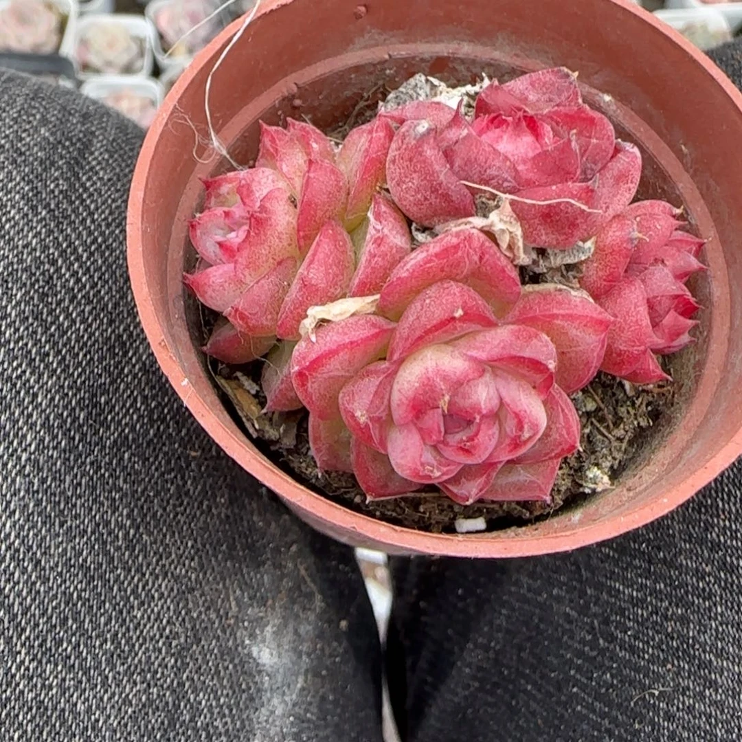 多肉小卡拉米糖心一物一拍