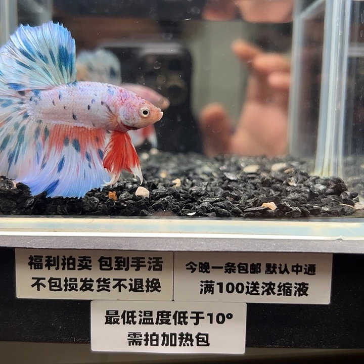 斗鱼竞拍跑单拉黑27日8