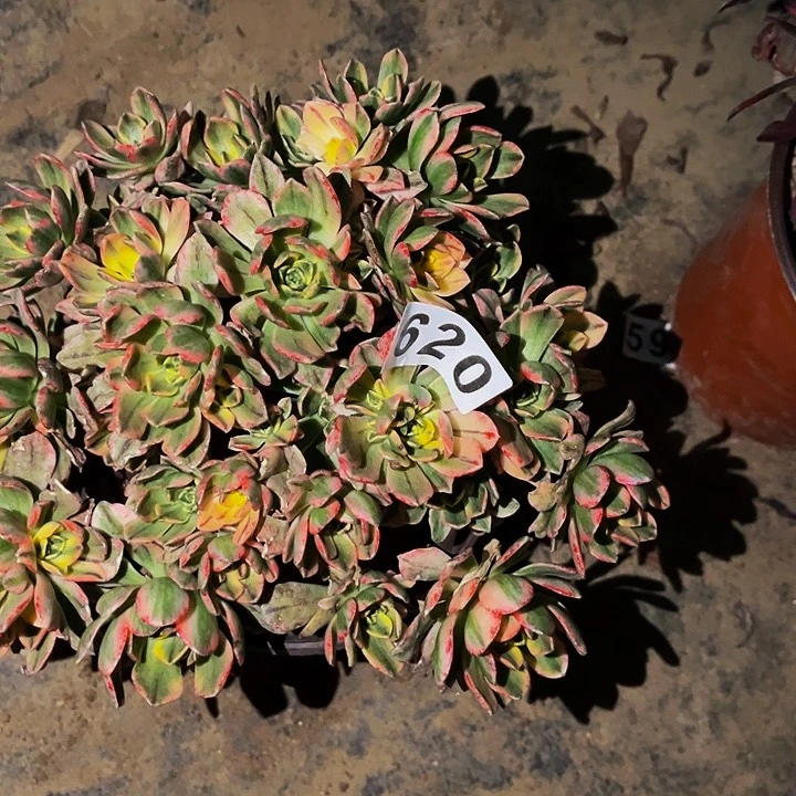 620甜茶多肉植物处理不售后