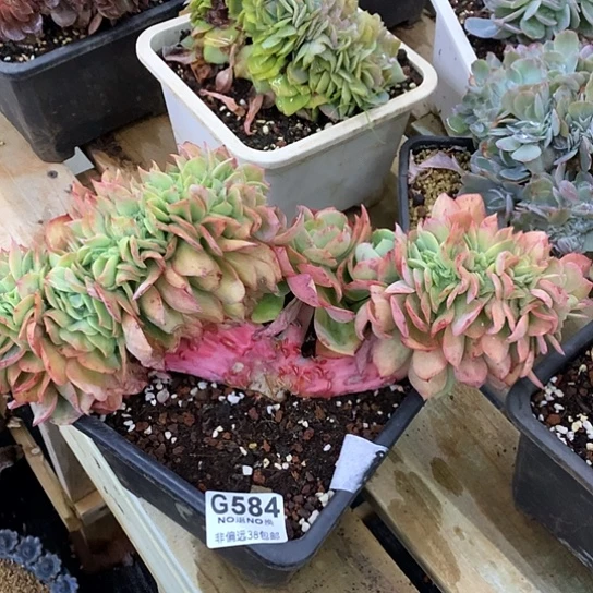 霞光缀化584全场默认微瑕7-8天发货