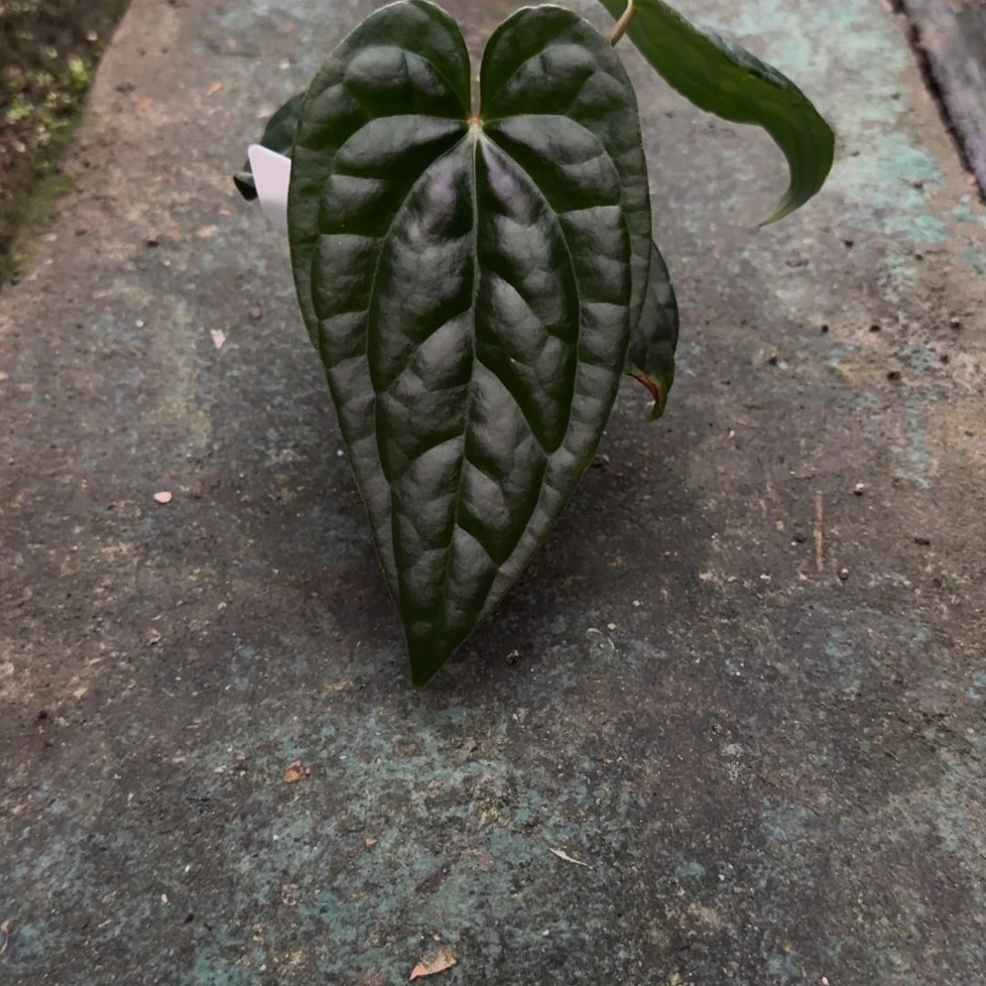 无花朵黑水晶杂黑奢华