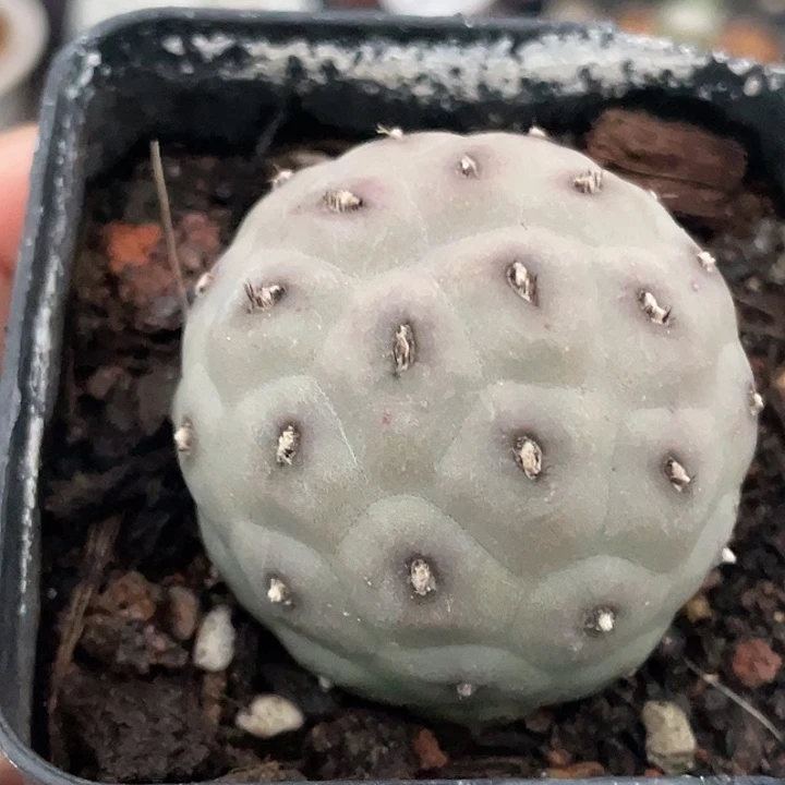 习志野自根仙人球