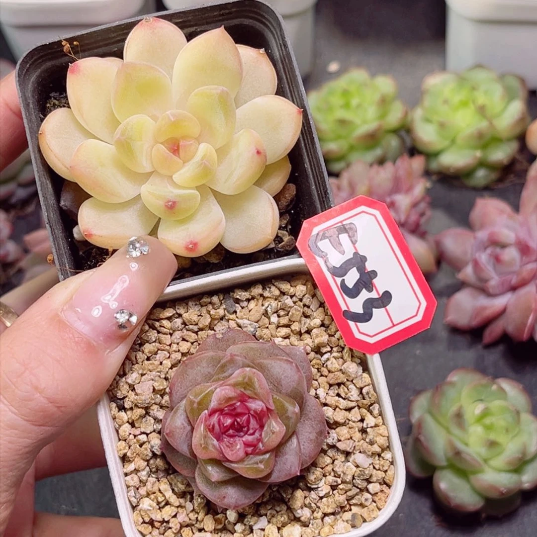 E553珍妮两个 一物一拍