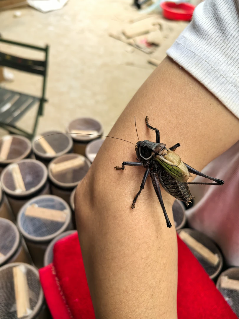 身残志坚小蝈蝈（须子微残而已）