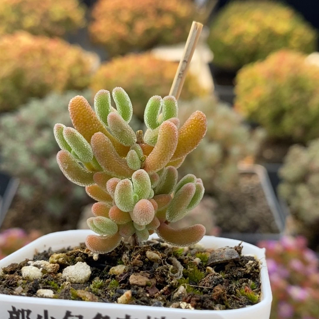 实生橙叶1660枝干番杏