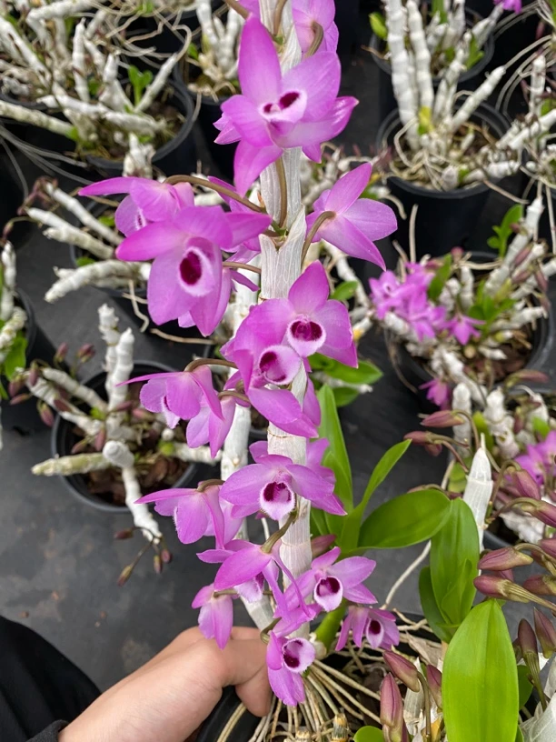 麝香石斛兰原盆原土种植成活好养活空气根