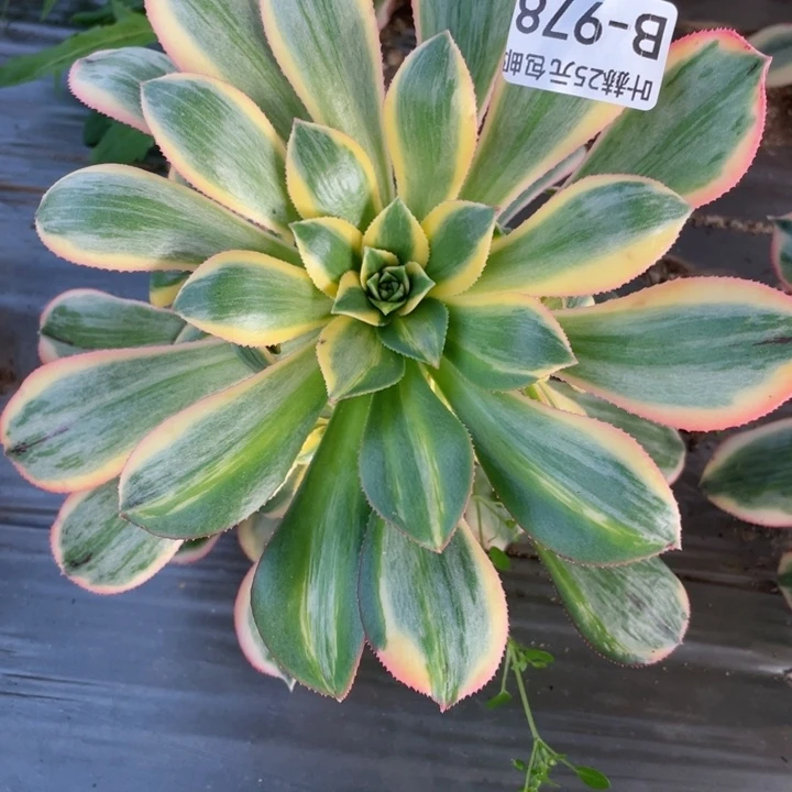 心*语978灿烂多肉12345678