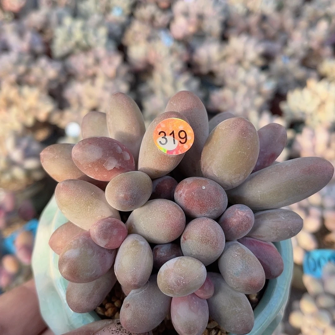 糖果美人 脱土发货 8口盆