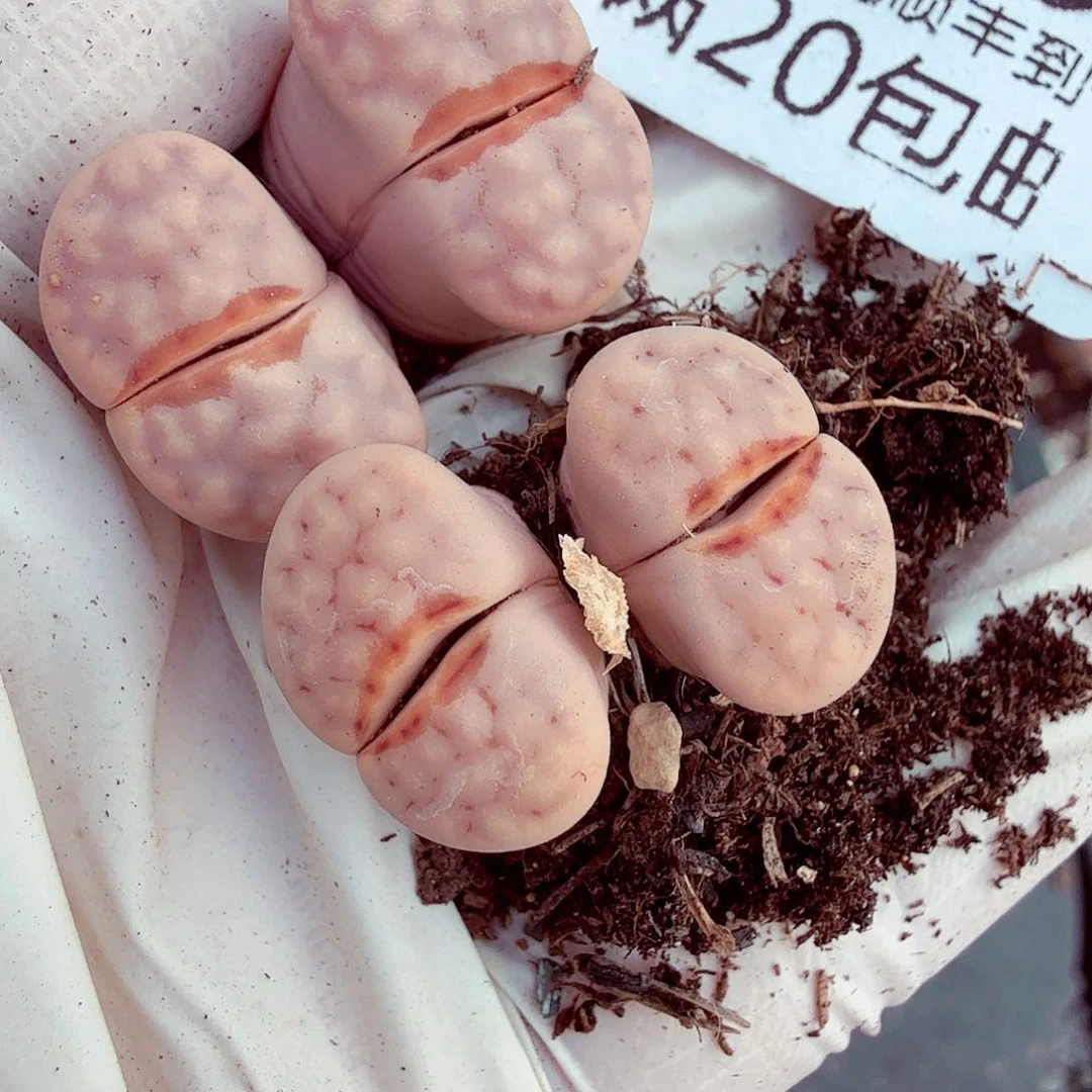 你不去上班就好哦610