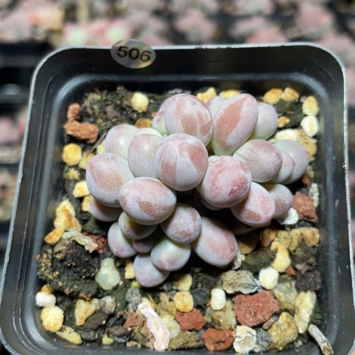 仙子奶酪多肉植物